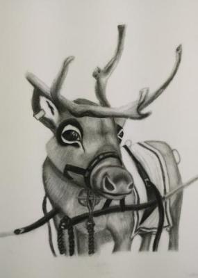 Reindeer Sketch
