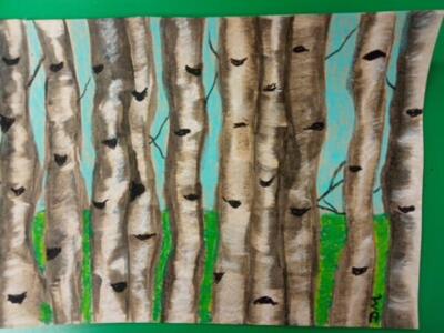 Silver Birch 