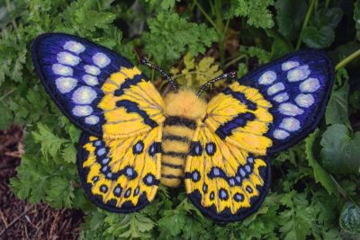 Blue & Yellow Tiger Moth 