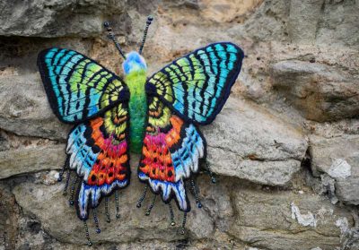 Madagascar Sunset Moth 