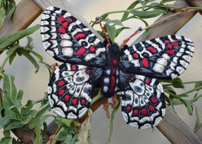 Spanish Festoon Butterfly 