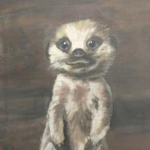 Meerkat