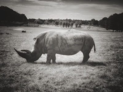 Midday Rhino 